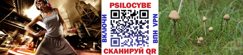 Псилоцибиновые грибы Psilocybe Курганинск